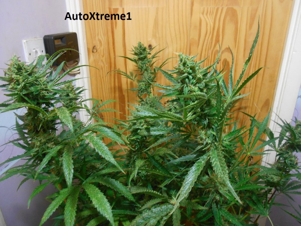 AutoXtreme1-6.jpg