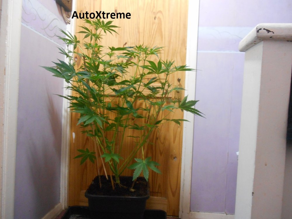 AutoXtreme3.jpg