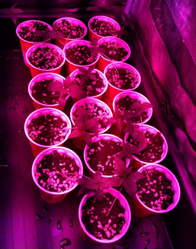 Azure Duck seedlings pic1 -12-22-2016.jpg