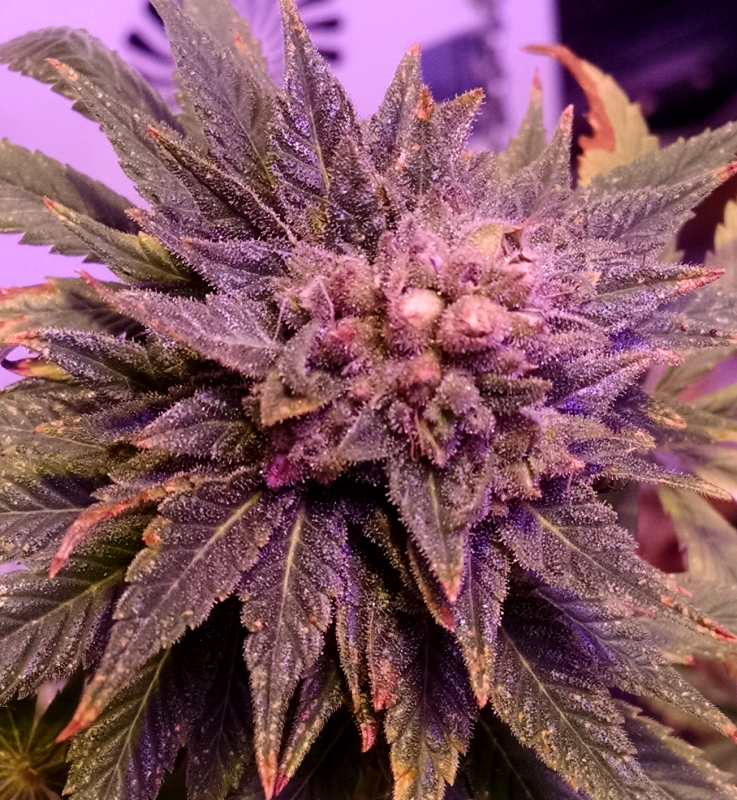 Azureduck bud with seeds pic1 -2-24-2017.png