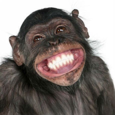 b9aa5a9057fa0d1fac6b64b93d8d4551--monkey-business-happy-weekend.jpg