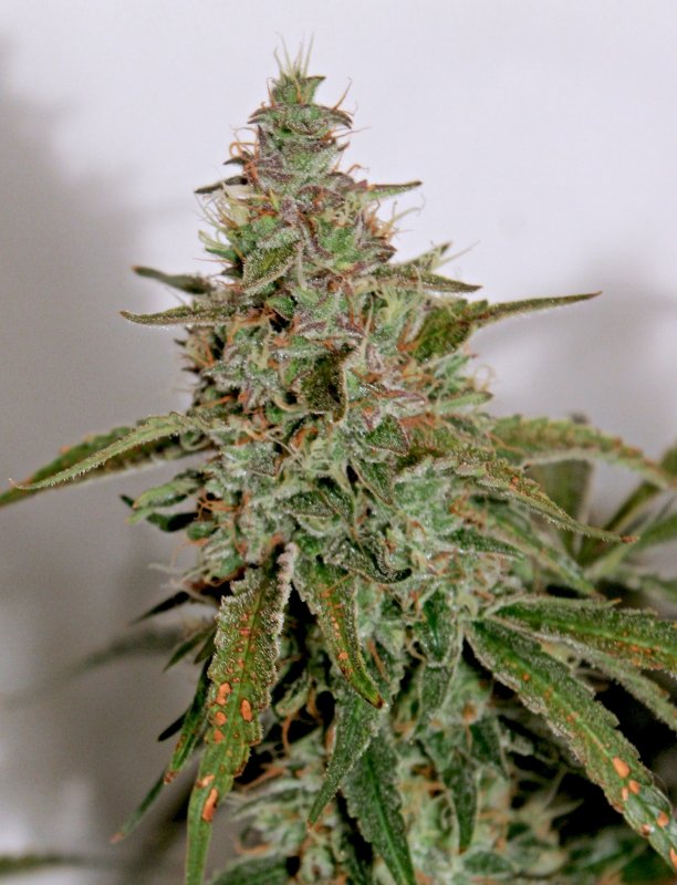 BAM D80 Bud2.JPG