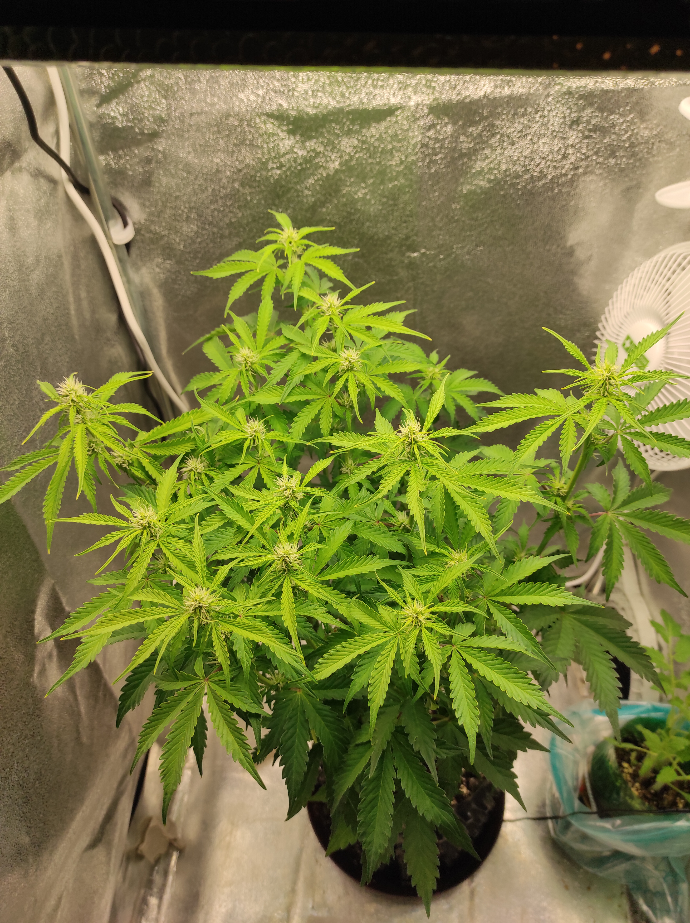 Banana Kush day 35 (2).jpg