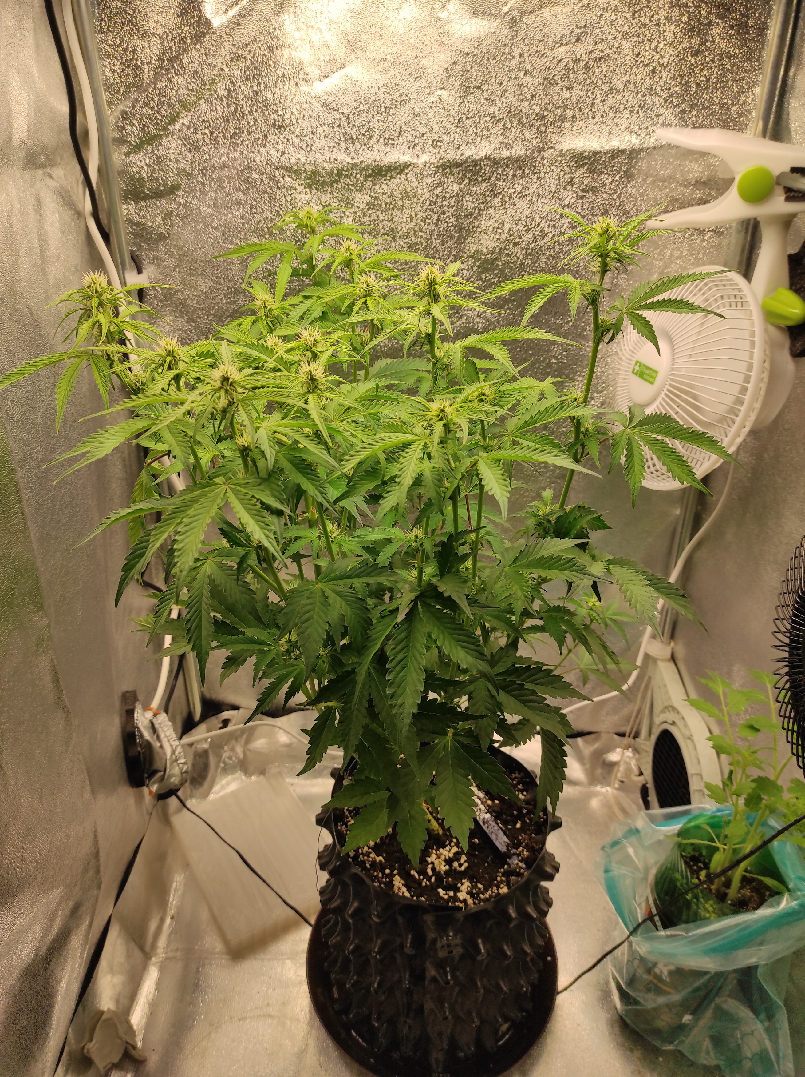 Banana Kush day 35 (3).jpg