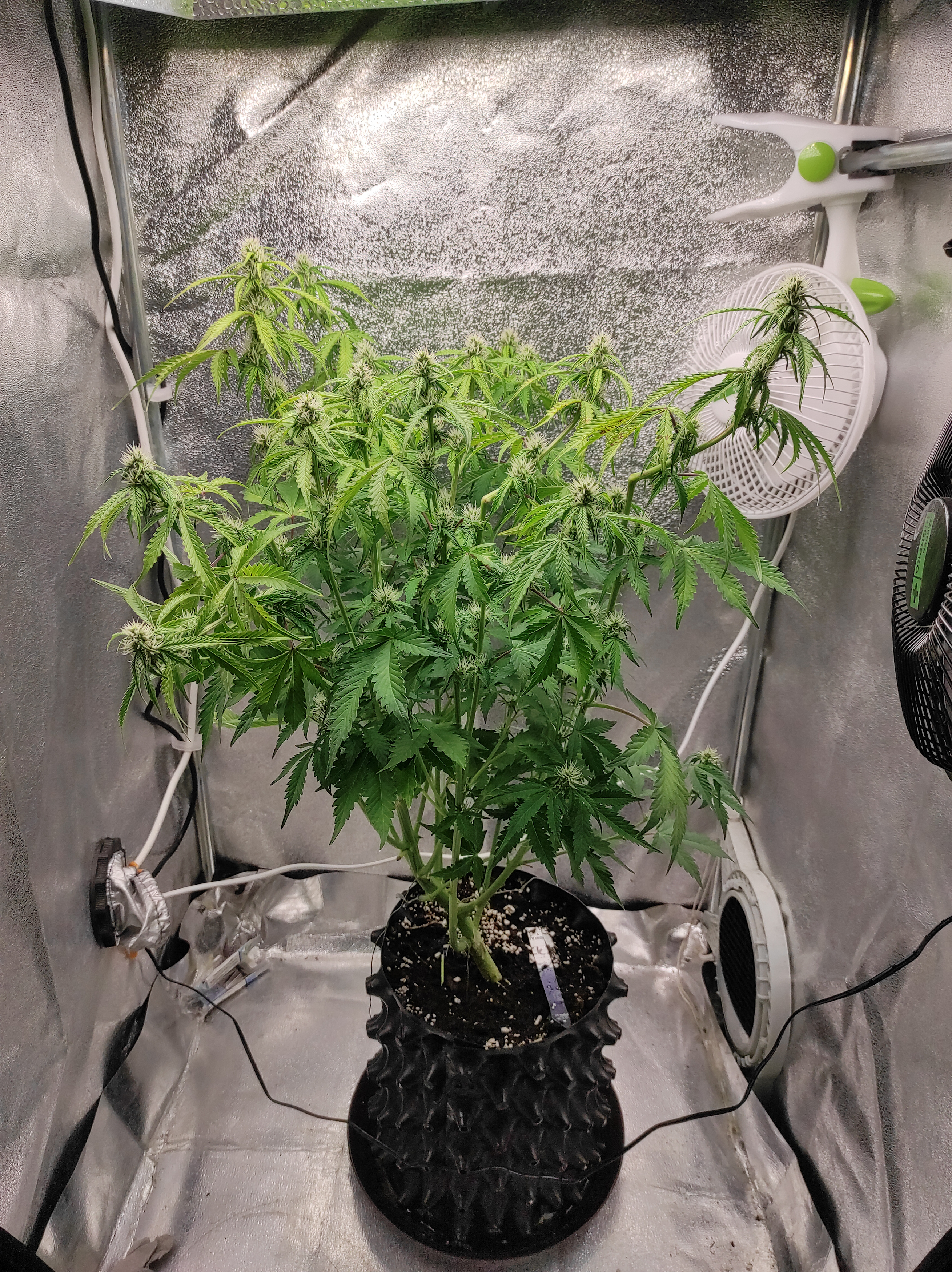 Banana Kush day 42 (1).jpg