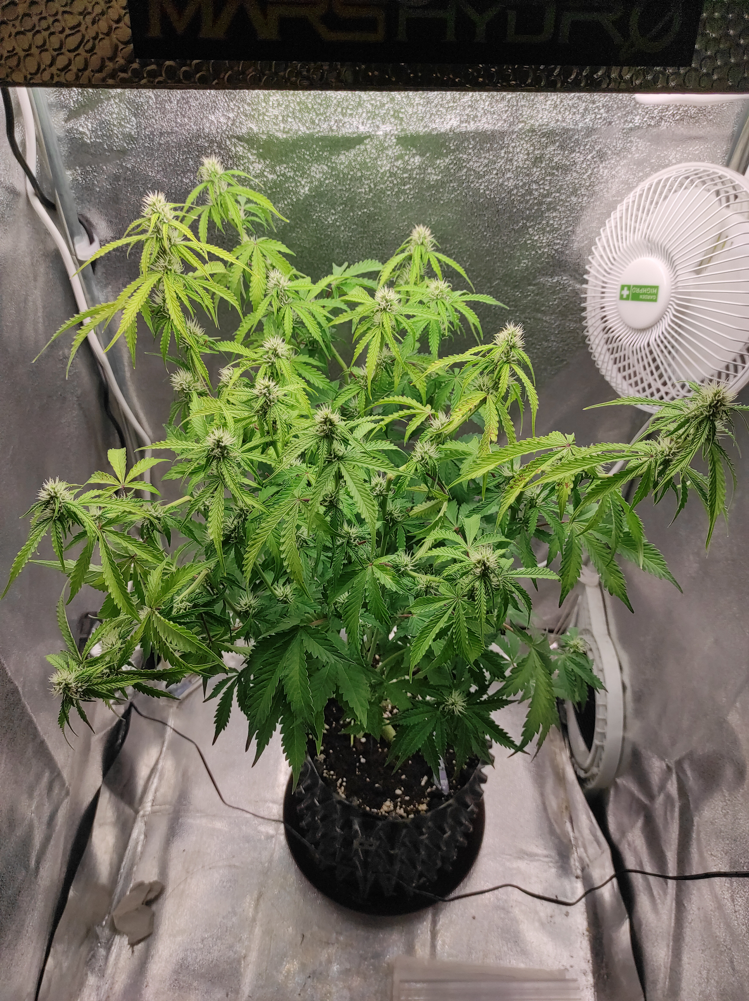 Banana Kush day 42 (3).jpg