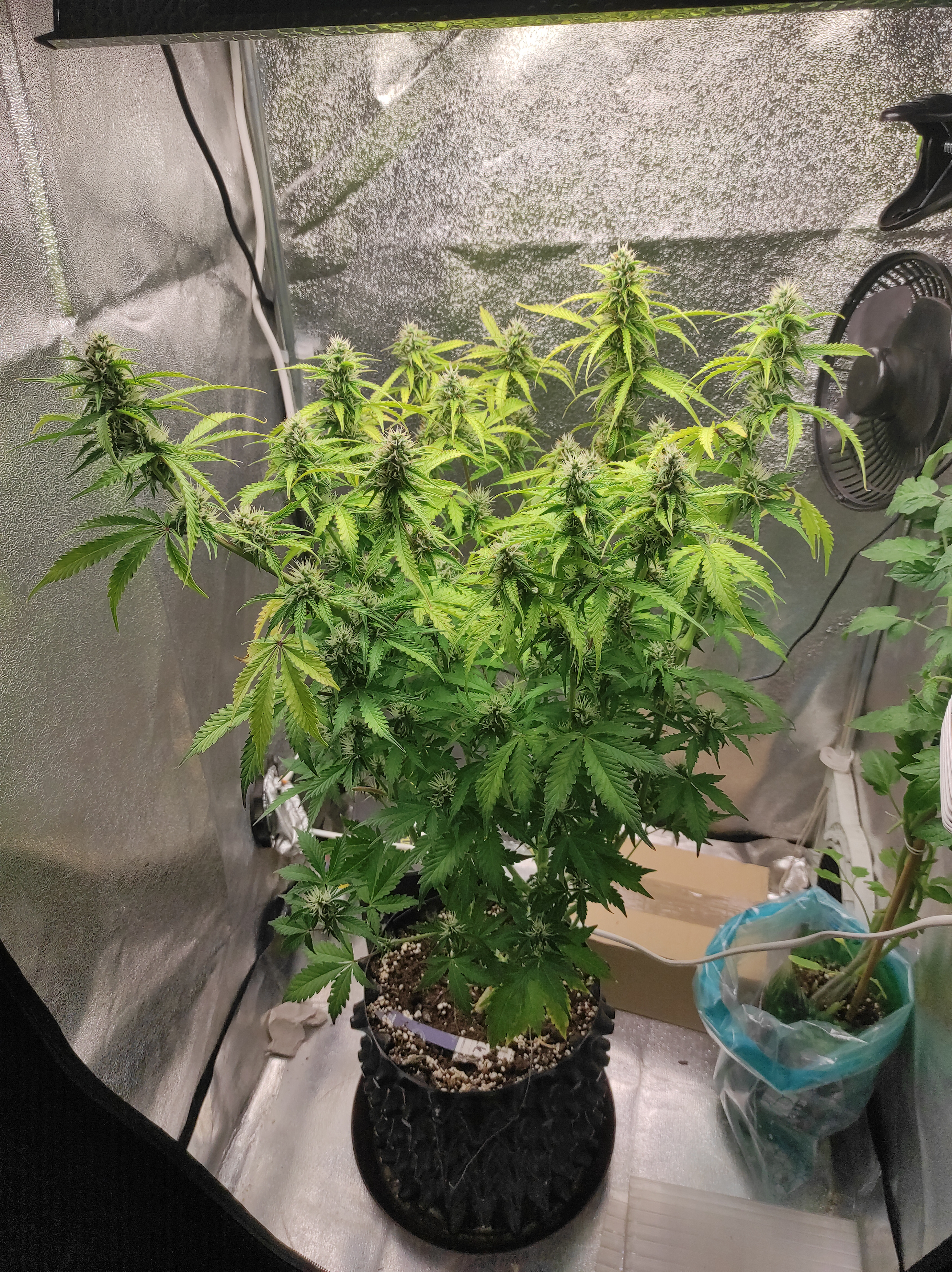 Banana Kush day 50 (1).jpg