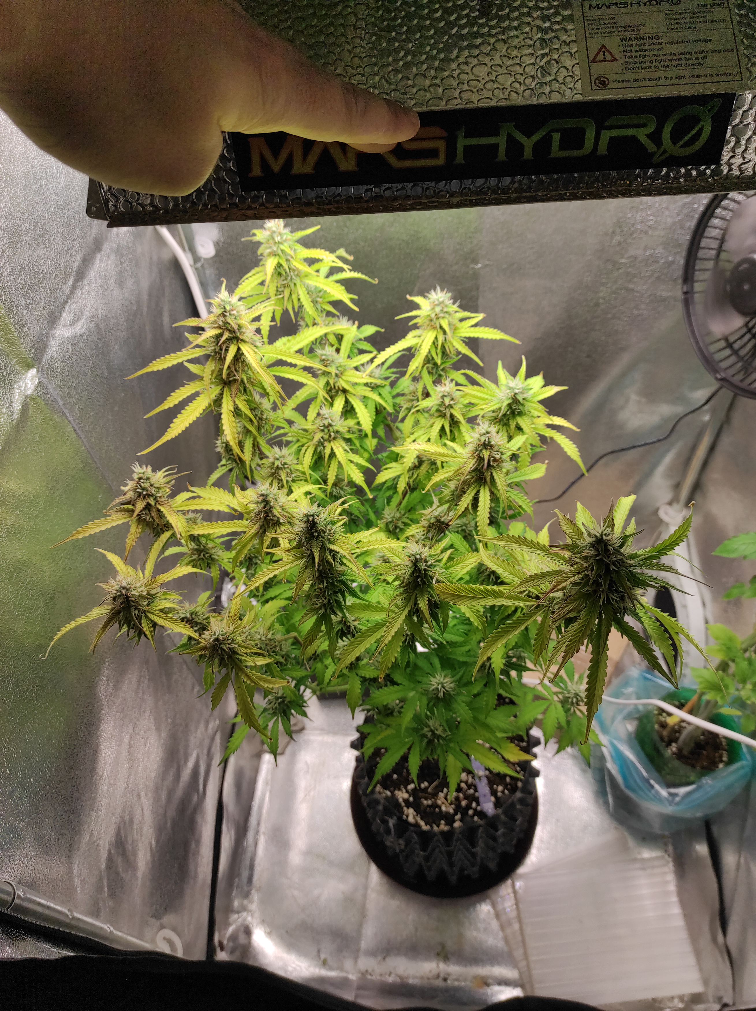 Banana Kush day 57.jpg