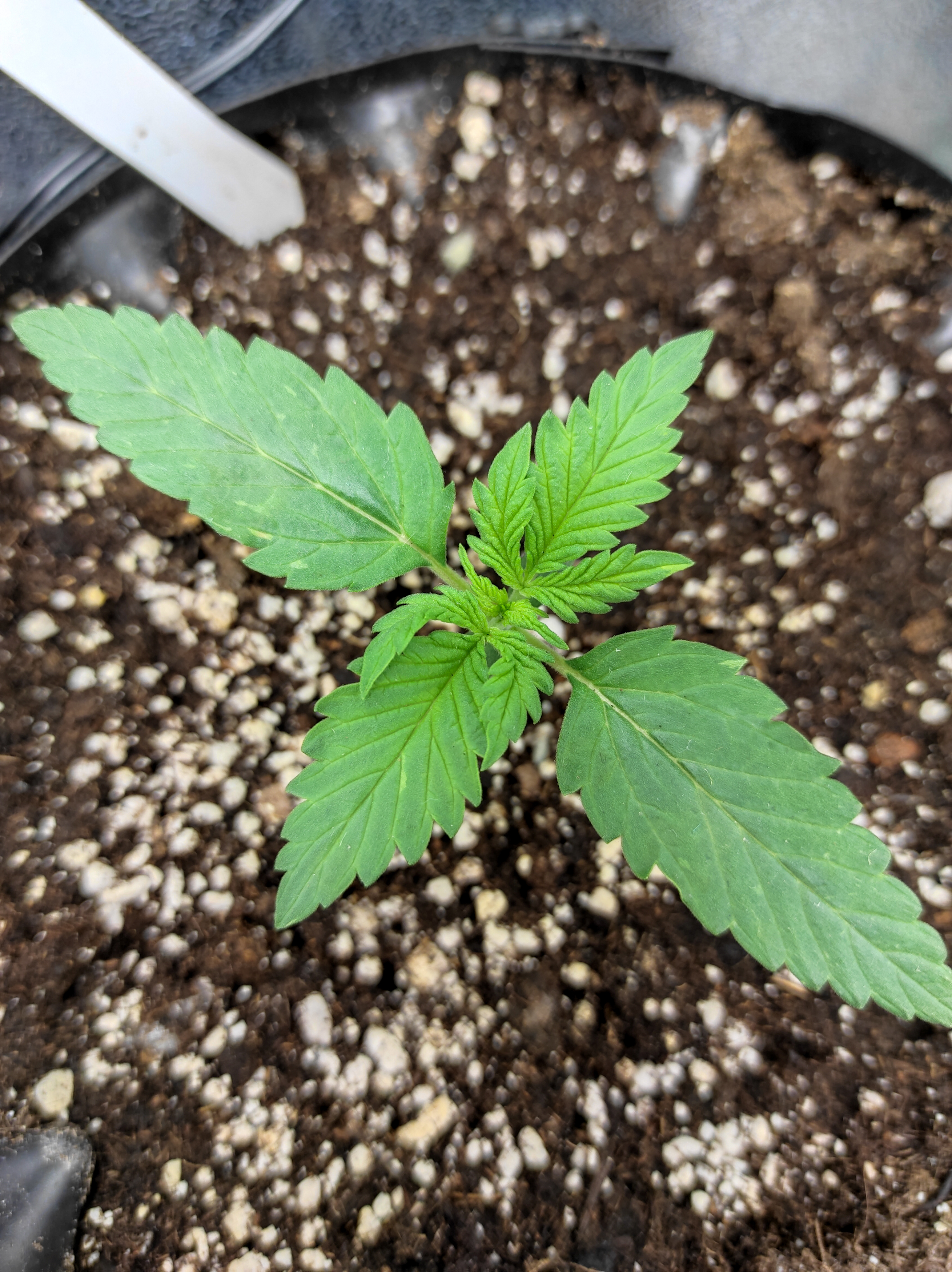 Banana Kush day 7.jpg