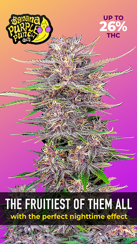 BANANA PURPLE PUNCH AFN.jpg