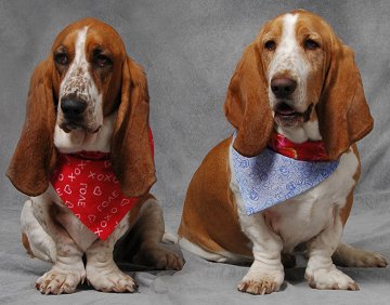 bassethoundsf4-jpg.740047