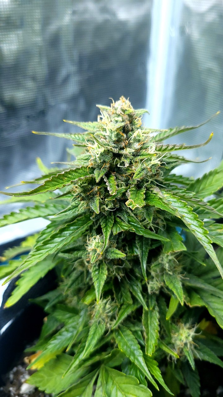 bb indica day 58.jpg