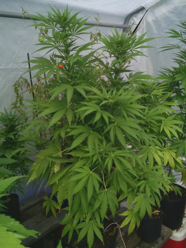 BD Greenhouse pic8 -8-27-2016.jpg