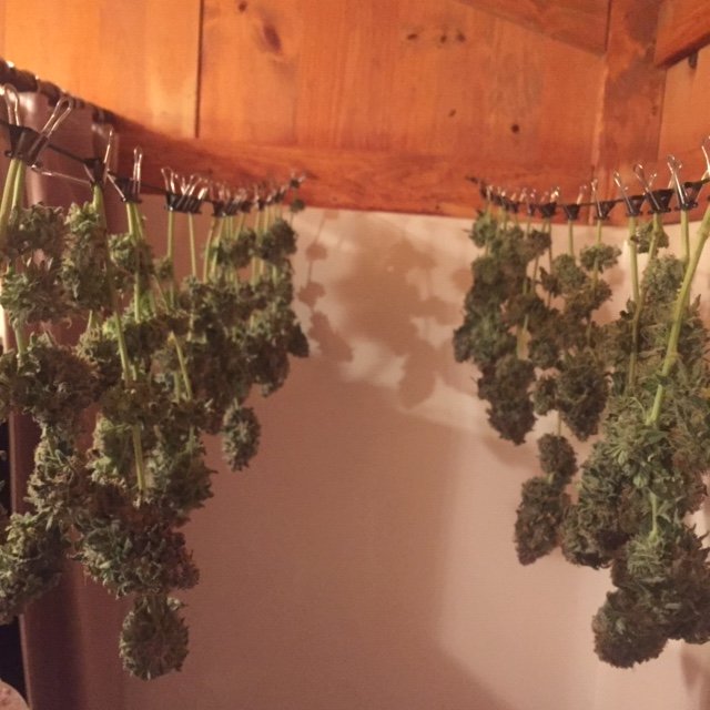 bd harvest a.JPG