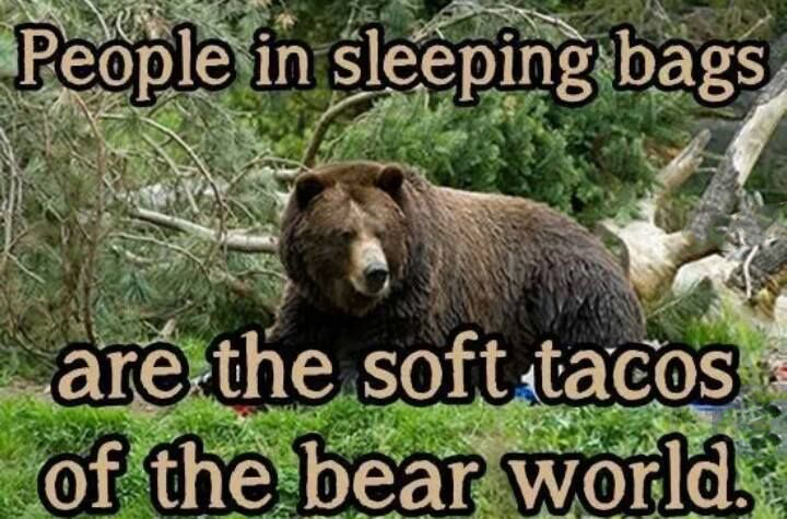 Bear-Meme-18.jpg