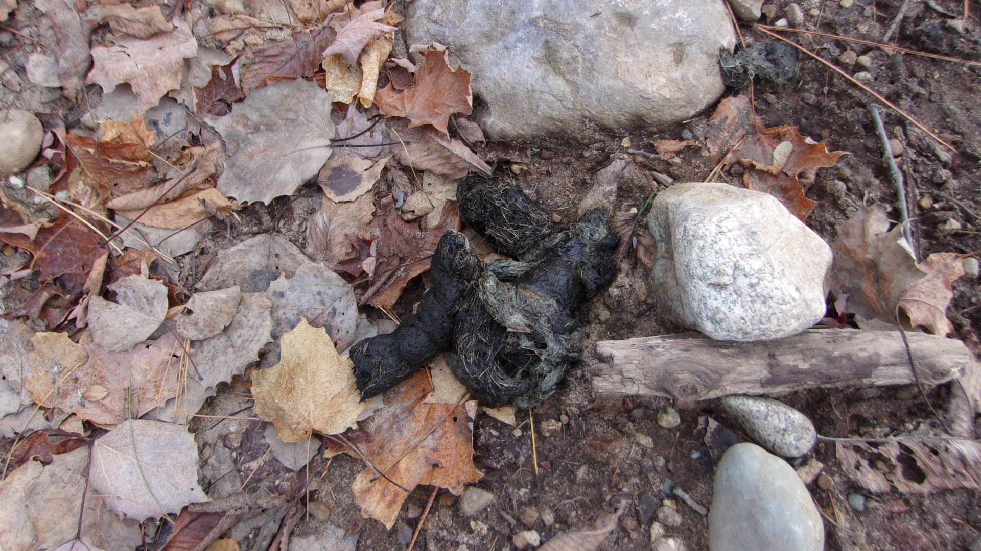 Bear scat.JPG