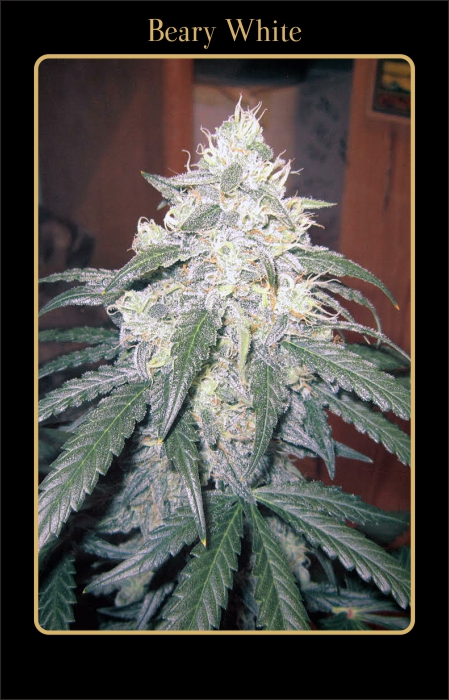 bearywhite strain image.jpg