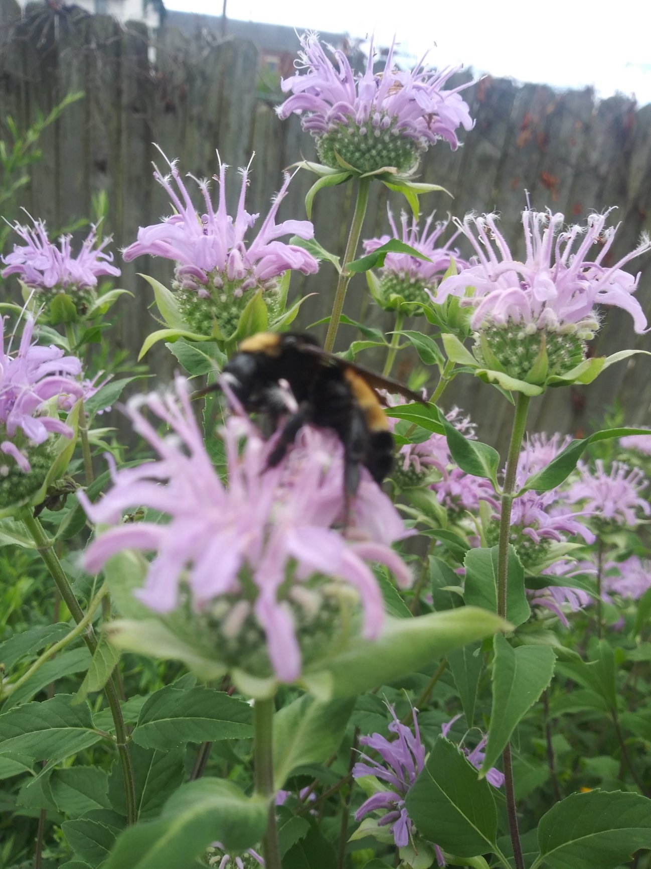 beebalm1.jpg