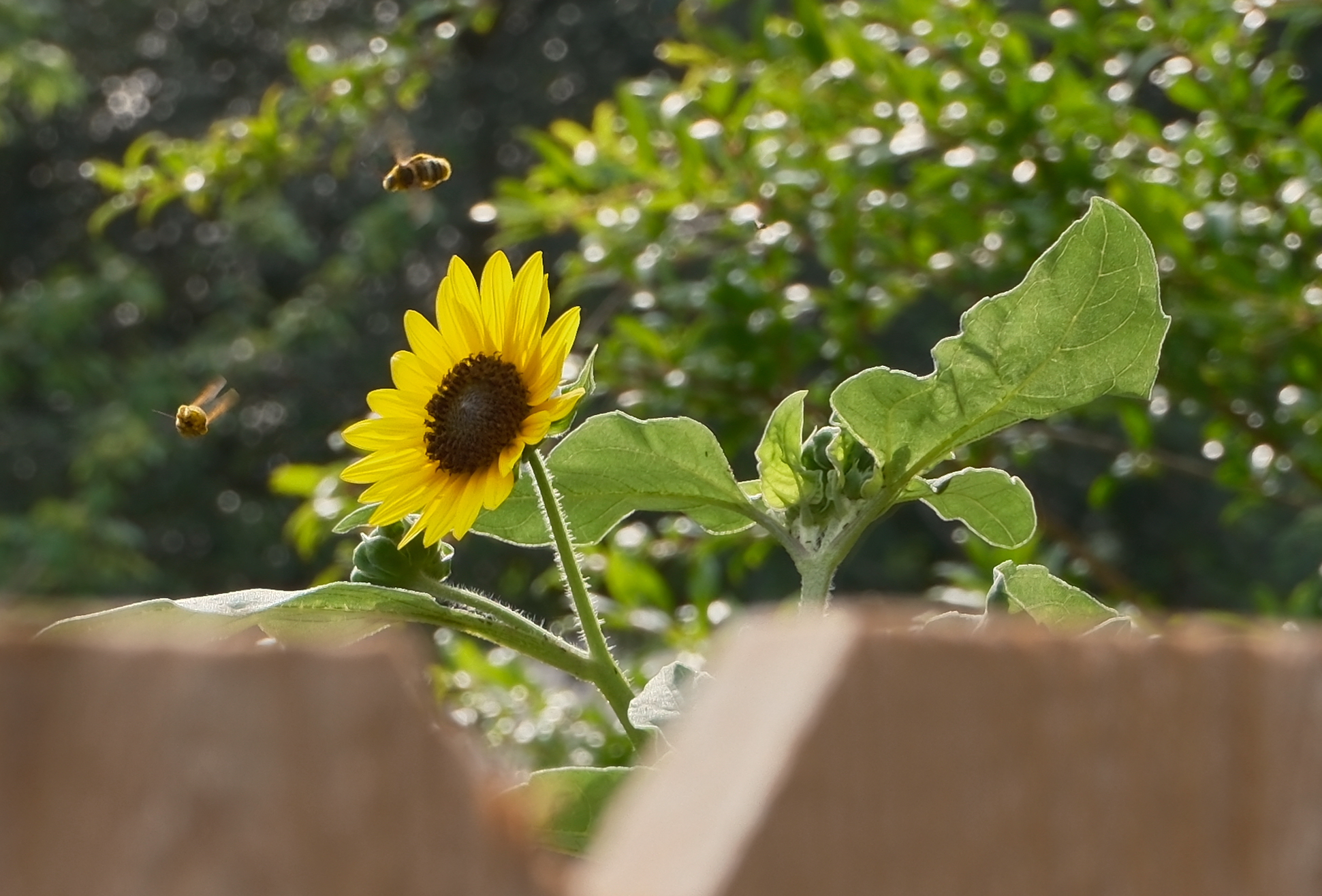 bees-sunflower.png