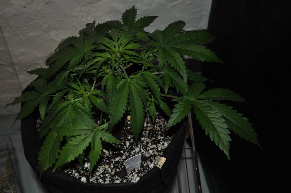 berry-bomb-1-Week10a.JPG