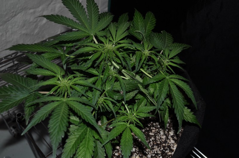 berry-bomb-1-Week11-a.JPG