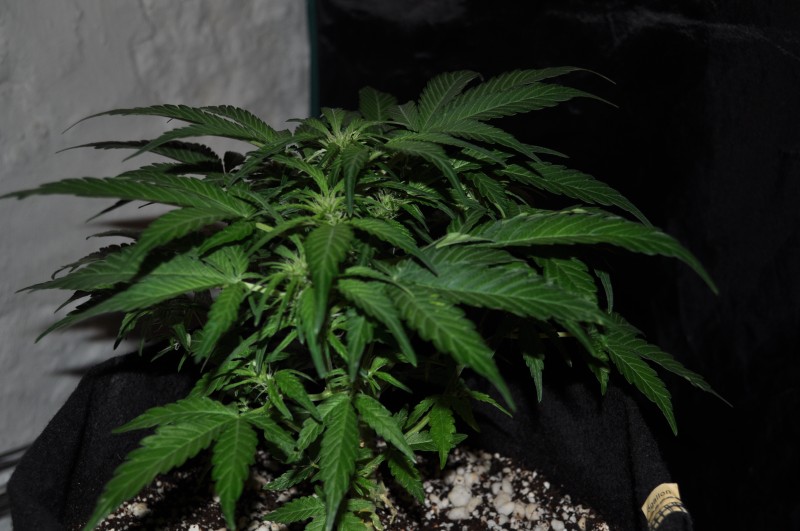 berry-bomb-1-Week11.JPG