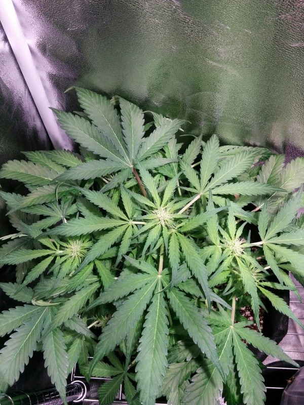 berry-bomb-1-Week11-update.JPG