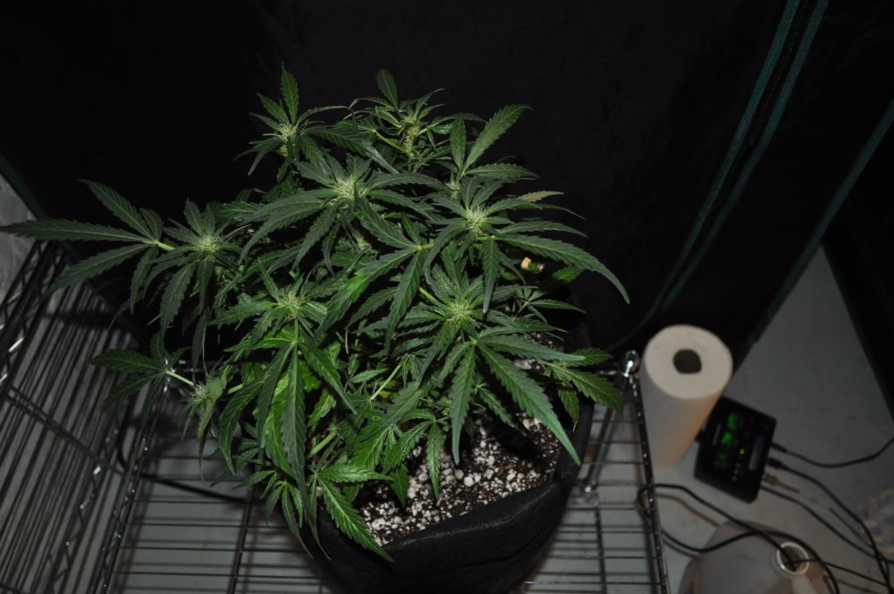 berry-bomb-1-Week12a.jpg