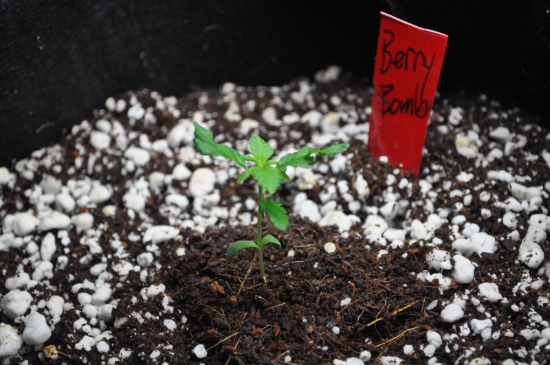 berry-bomb-1-Week5.JPG