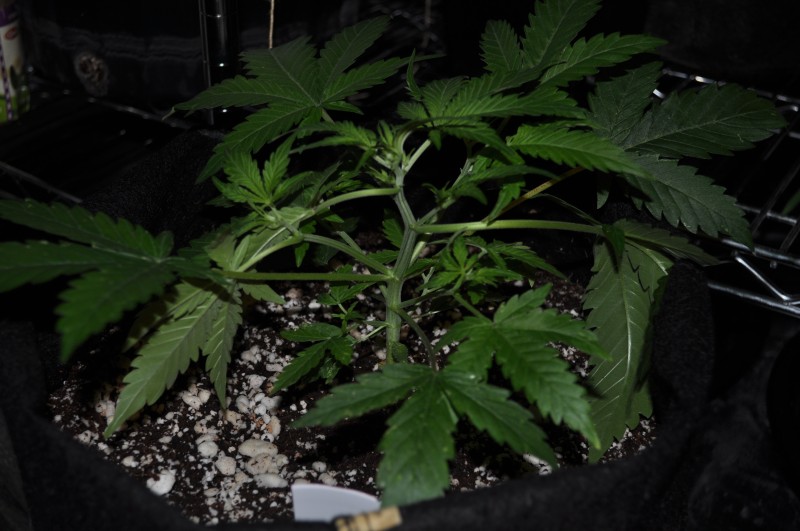 berry-bomb-1-Week8.JPG