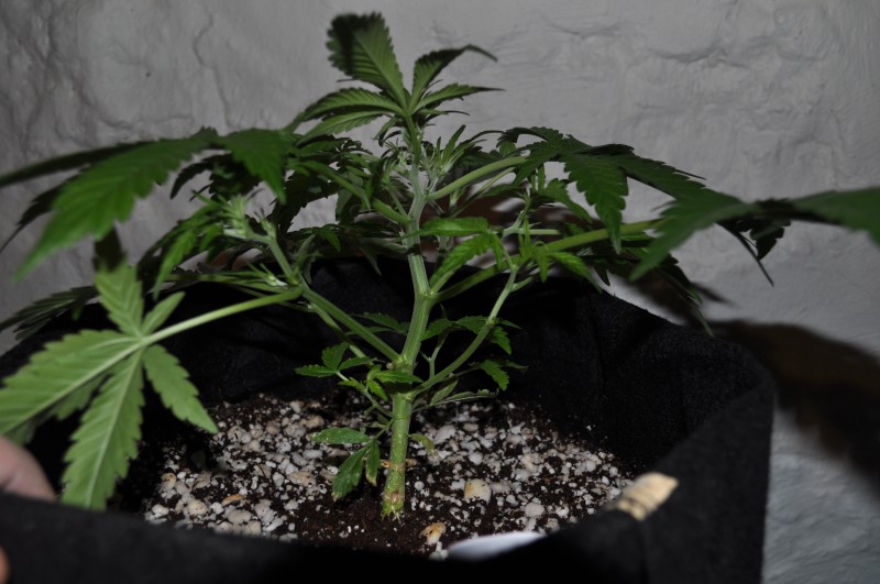 berry-bomb-1-Week9.JPG