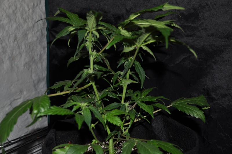 berry-bomb-2-Week10-b.JPG