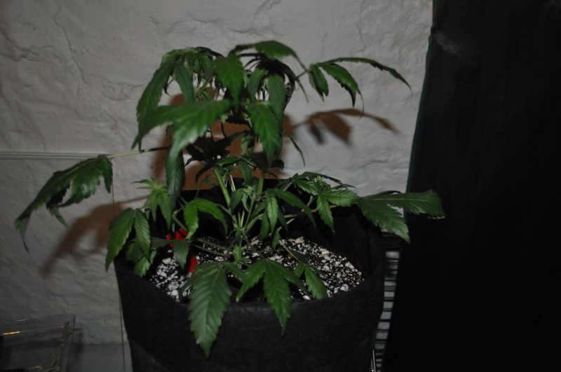 berry-bomb-2-Week10.JPG