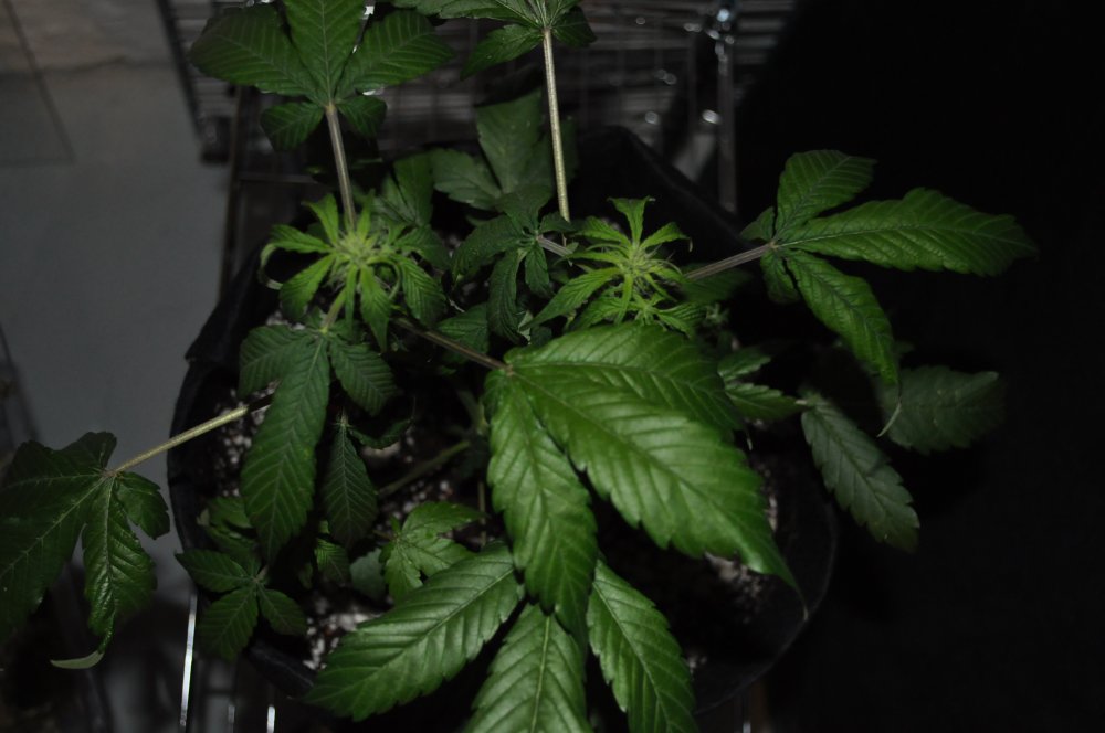 berry-bomb-2-Week10a.JPG