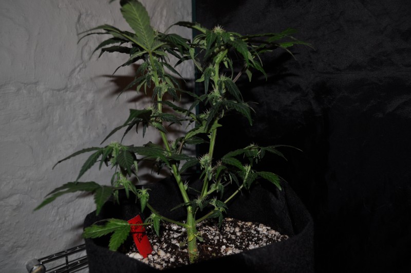 berry-bomb-2-Week11.JPG