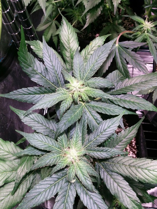 berry-bomb-2-Week11-update.JPG