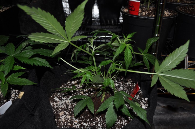 berry-bomb-2-Week8.JPG