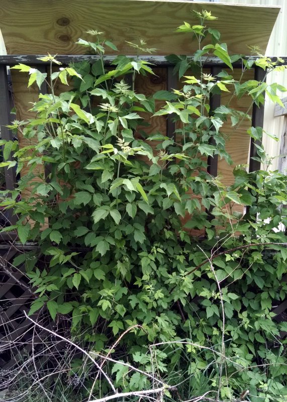 berry bush pic1.jpg