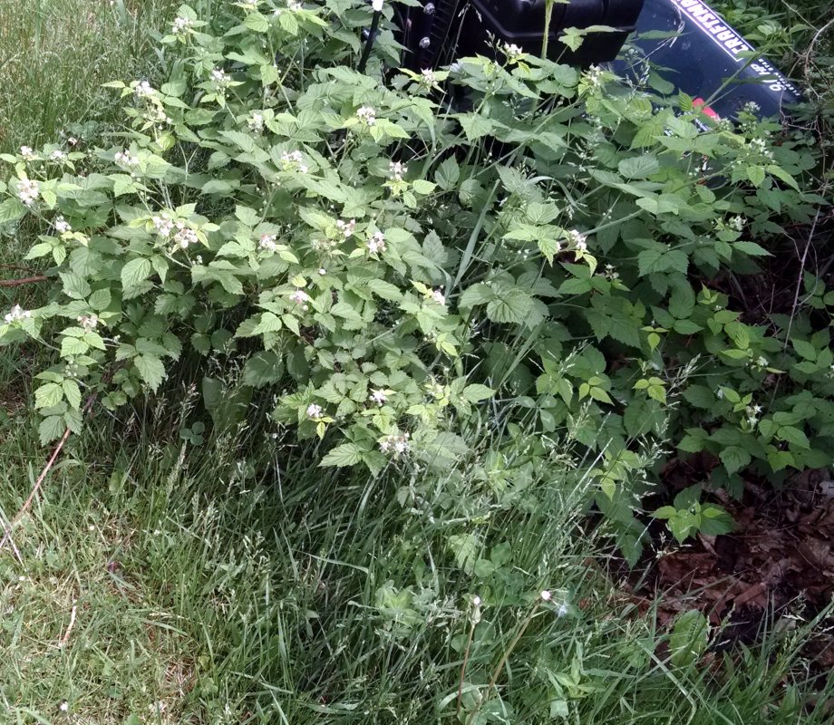 berry bush pic2.jpg