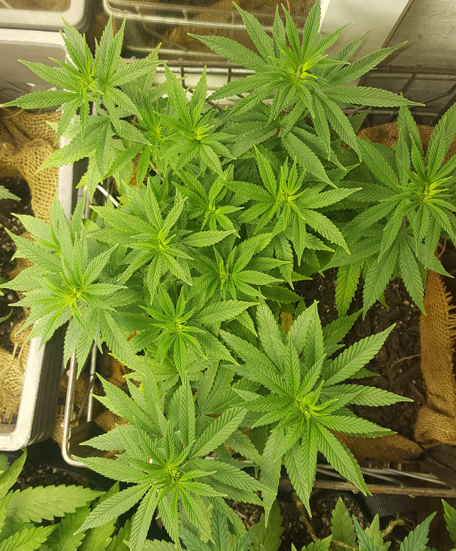 BGauto_day62.jpg