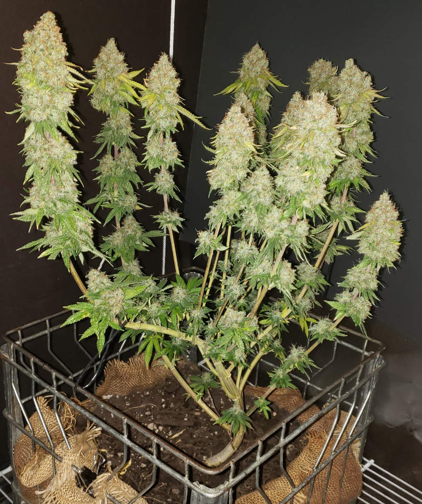 BGfem_day127_wet-trim.jpg