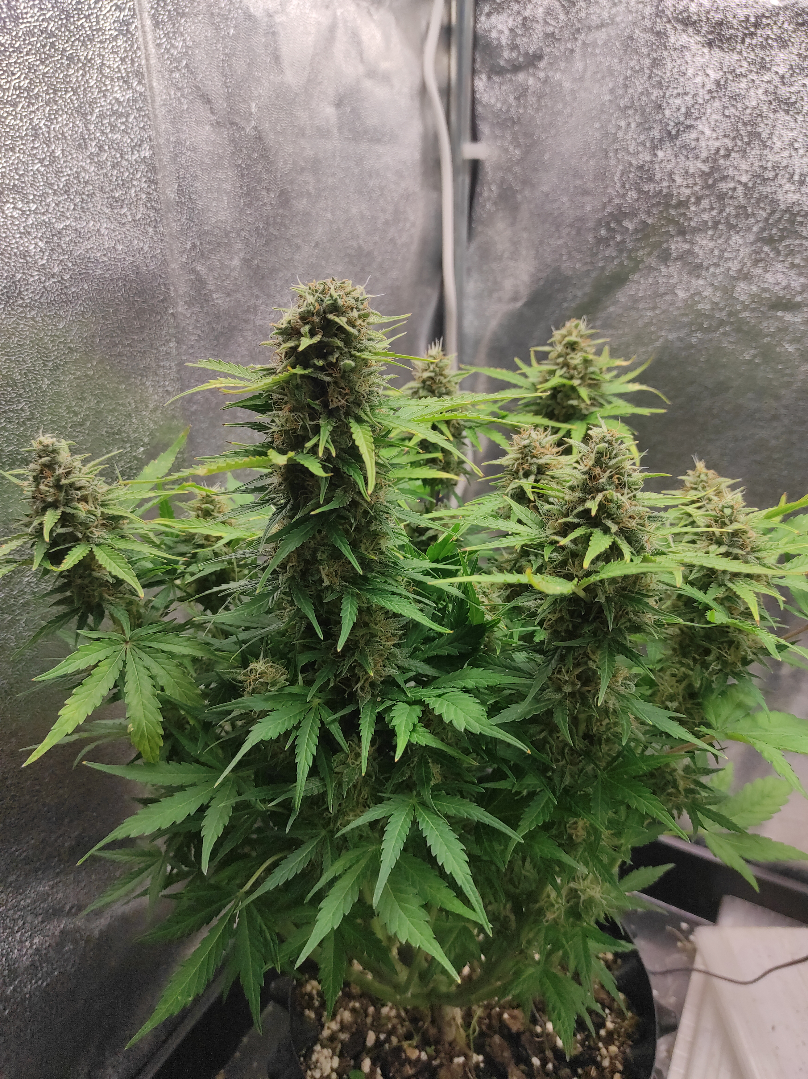 Big Bazooka day 63 (2).jpg