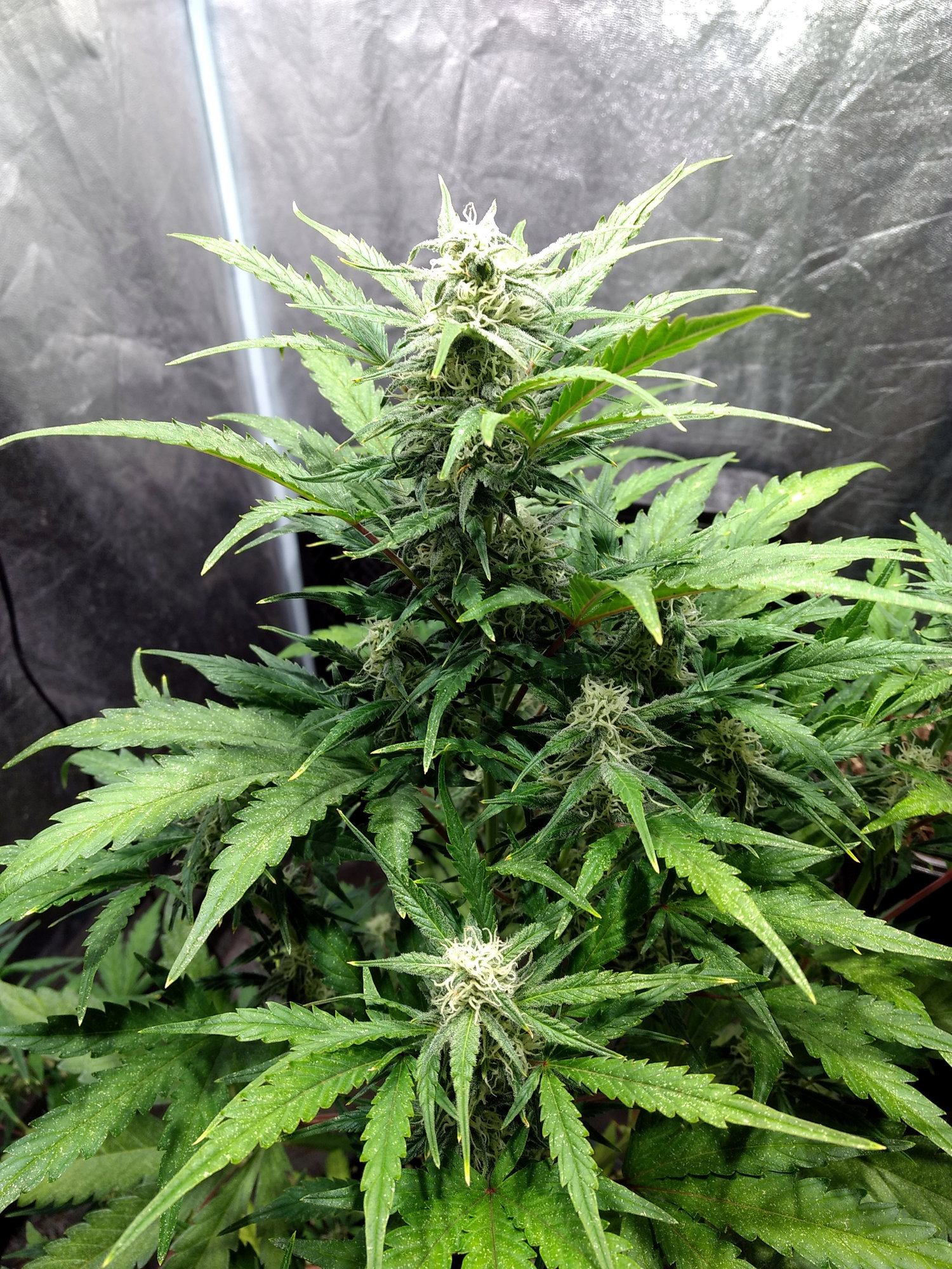 Big Bomb auto bud pic1 -2-29-2020.jpg