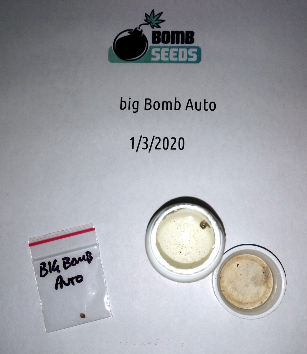 Big Bomb auto grow Intro .jpg