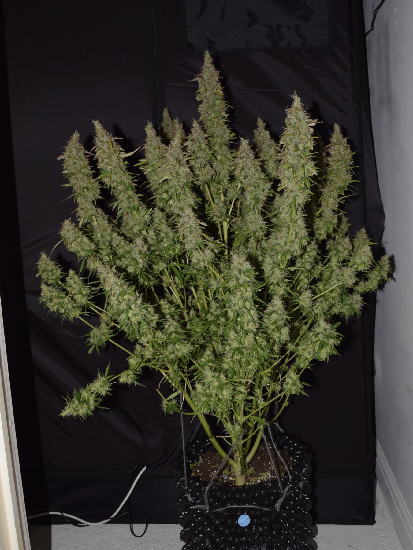 Big-Bud-Autoflower-1.jpg