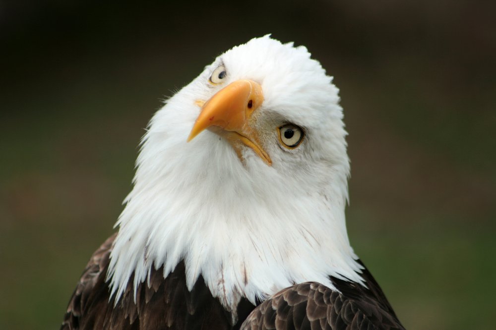 bigstock-Curious-Bald-Eagle-60608882.jpg