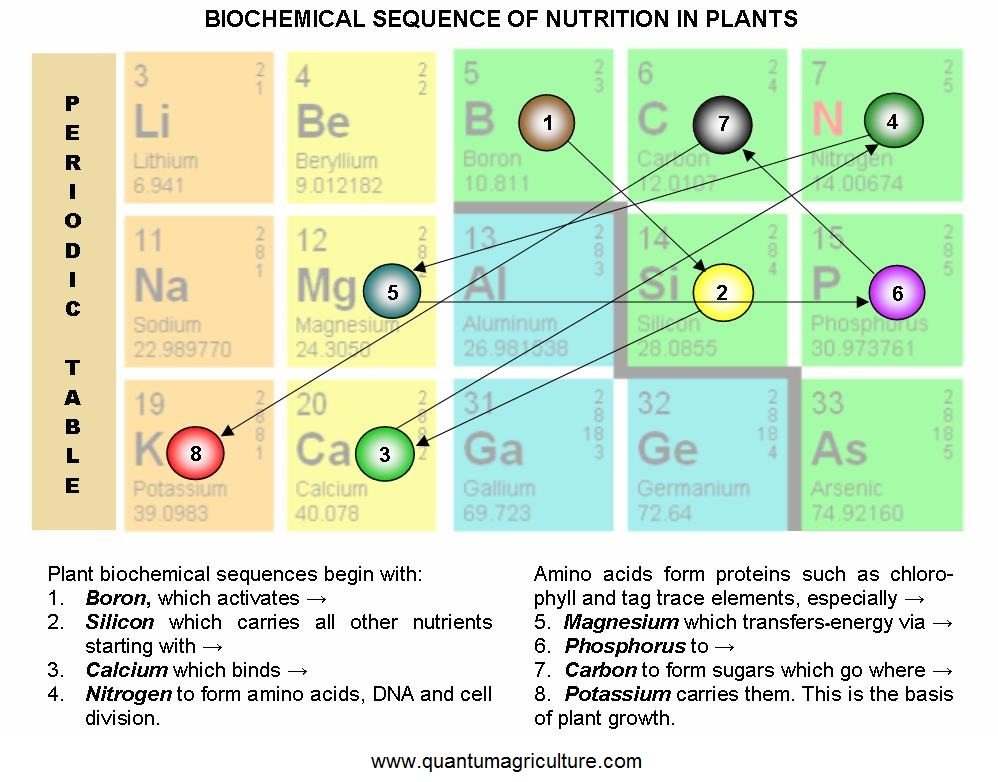 Biochemical-Sequence-1.jpg