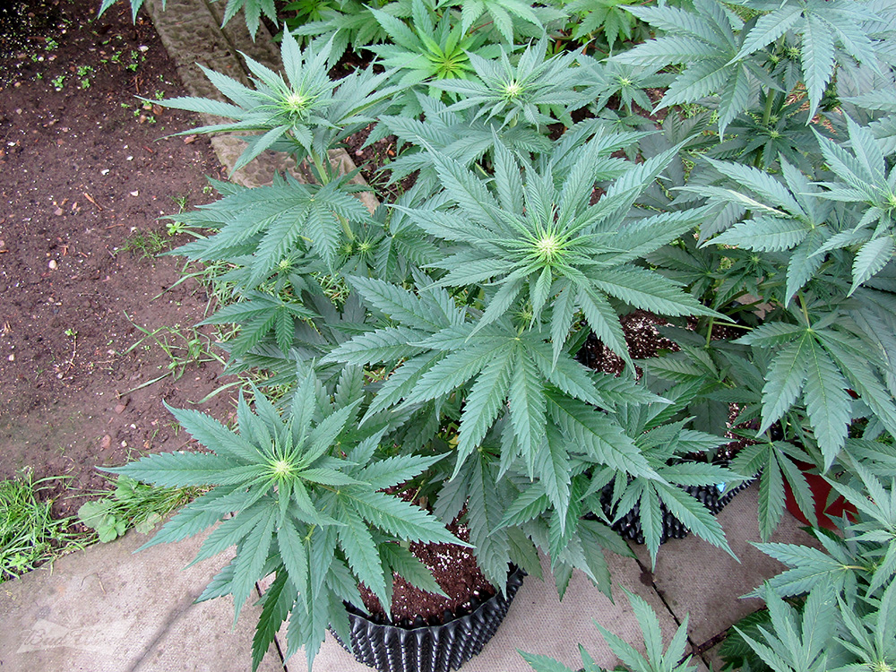 Black-Domina-2wks-in-flower.jpg