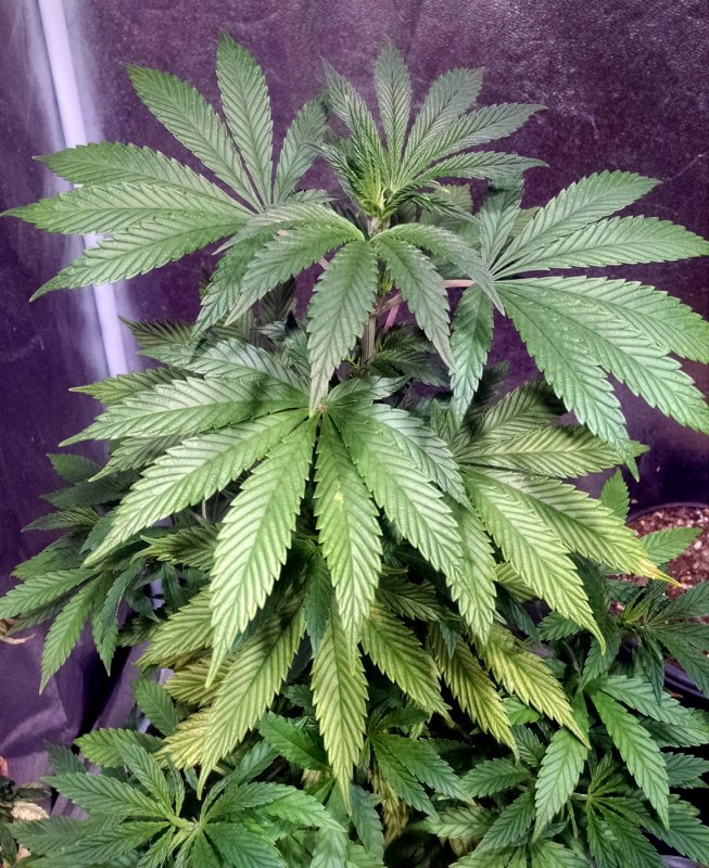 Black Domina pic1 -3-18-2017.jpg