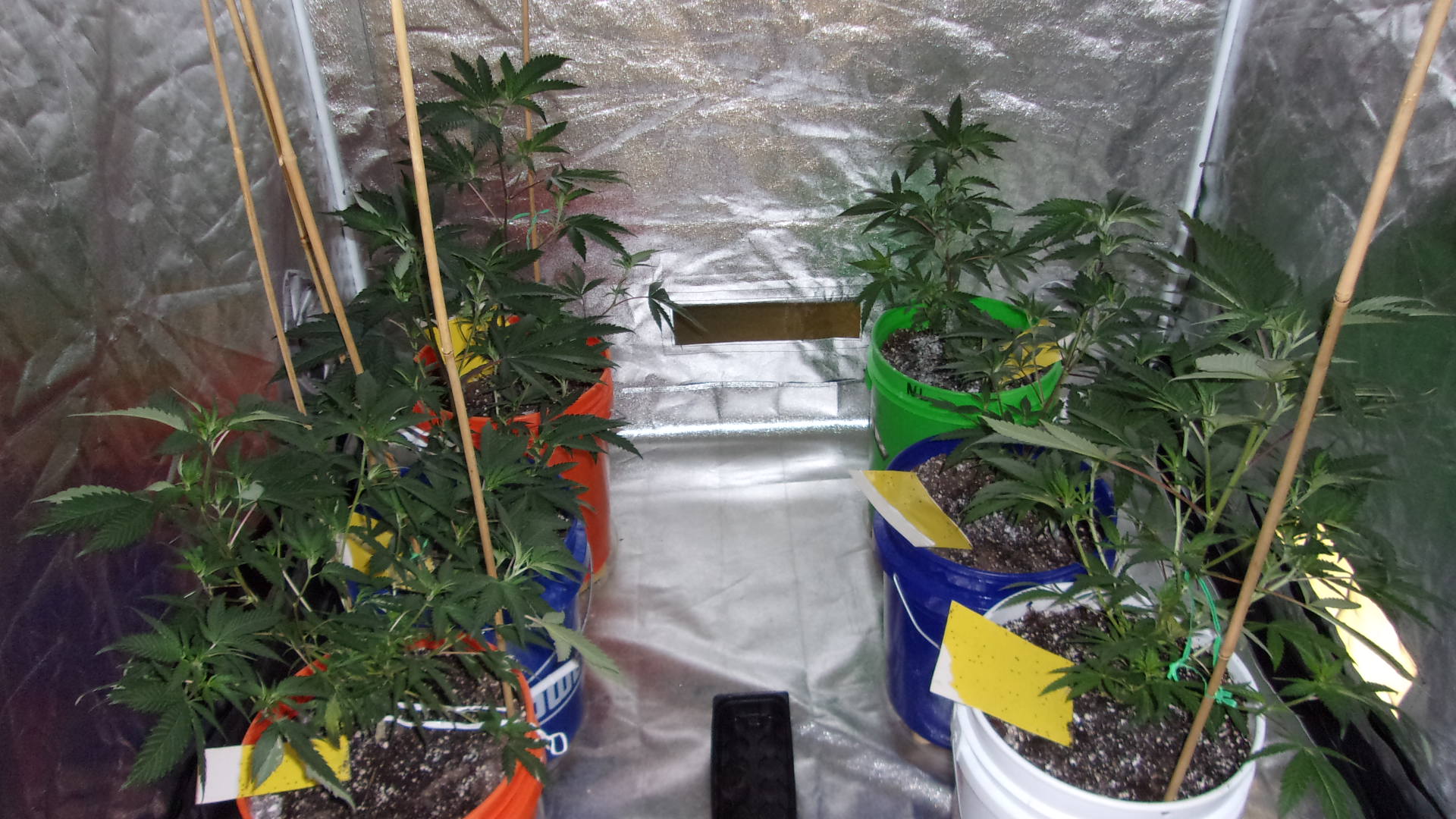 Black Domina tent.JPG